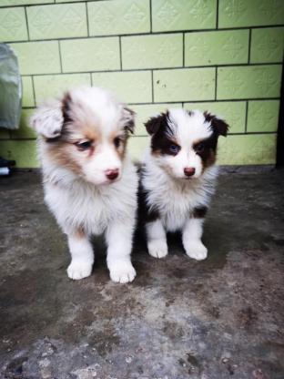 狗狗·边牧·边牧幼崽