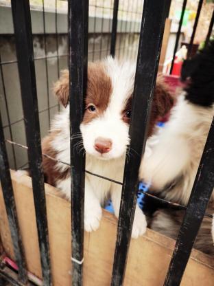 狗狗·边牧·棕色边牧幼崽