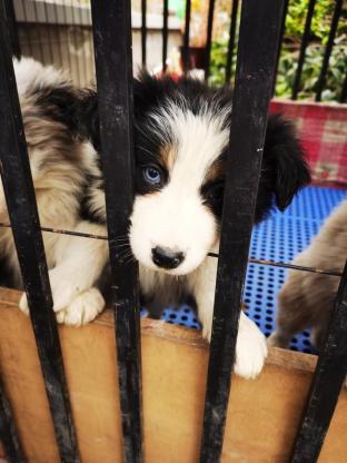 狗狗·边牧·黑白边牧