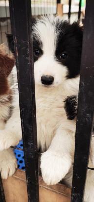 狗狗·边牧·边牧妹妹