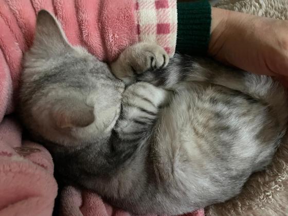 猫咪·银渐层串串·毛蛋