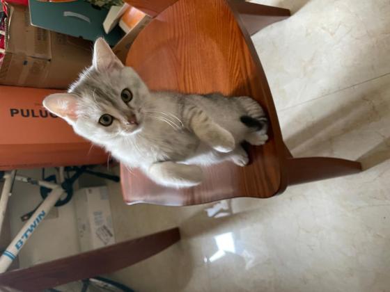 猫咪·银渐层串串·毛蛋