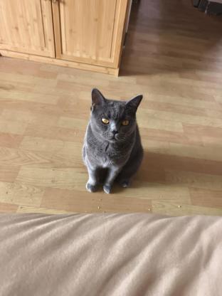猫咪·蓝猫·蓝宝