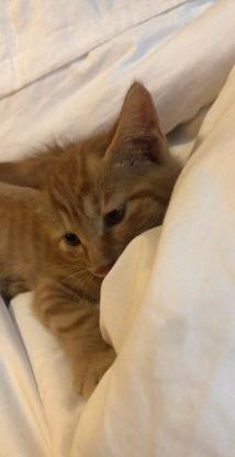 猫咪·橘猫·咪咪
