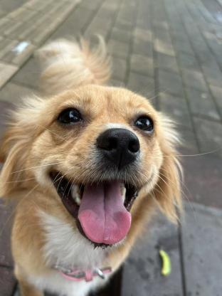 狗狗·田园犬·泡泡