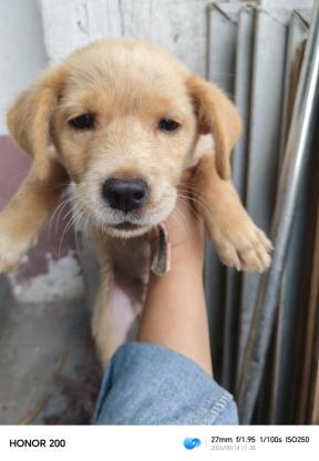 狗狗·田园犬·没有