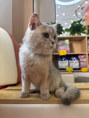 猫咪·蓝金渐层·山药