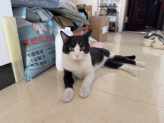 猫咪·奶牛猫·奶牛猫