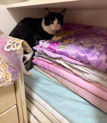 猫咪·奶牛猫·奶牛猫