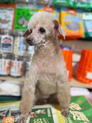 狗狗·贵宾·五万