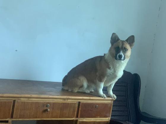 狗狗·柯基·洪洪