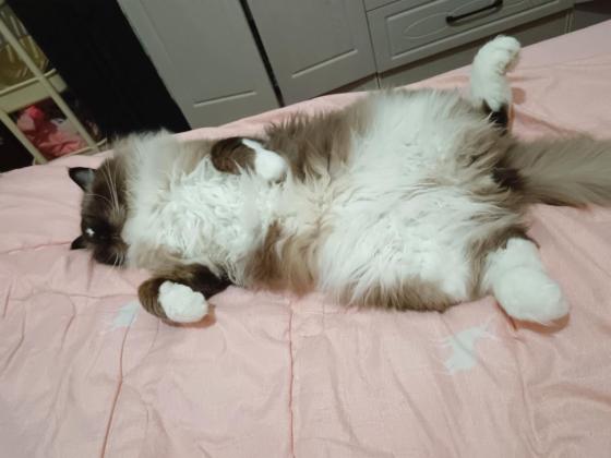 猫咪·流星手套重点色布偶·壮壮