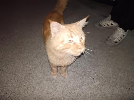 猫咪·缅因·流浪猫