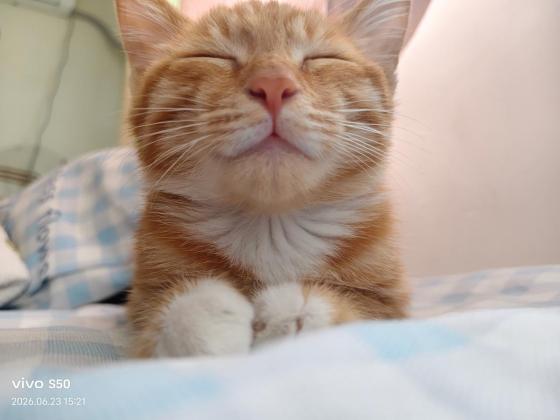 猫咪·橘猫·球球