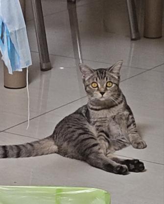 猫咪·梨花·沐沐