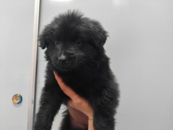 狗狗·可能是中华田园犬·无