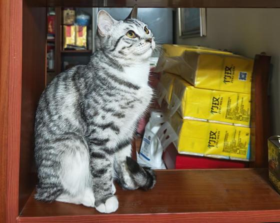 猫咪·美短·嘟嘟