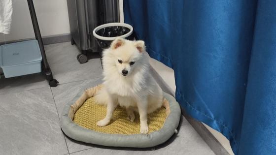 狗狗·博美·年年