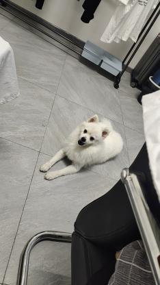 狗狗·博美·小年