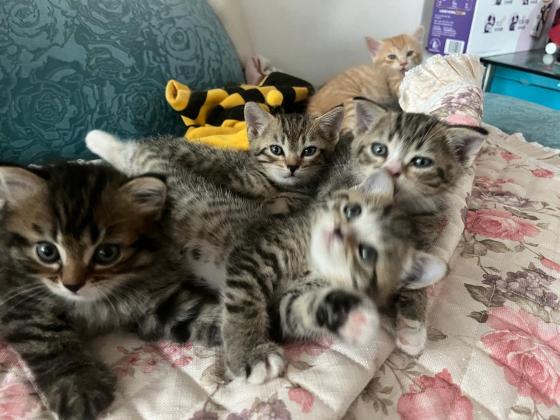 猫咪·金虎斑·无