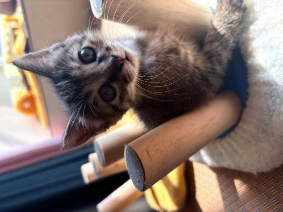 猫咪·狸花猫·无
