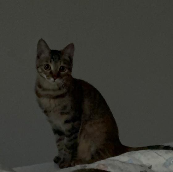 猫咪·狸花猫·小猫