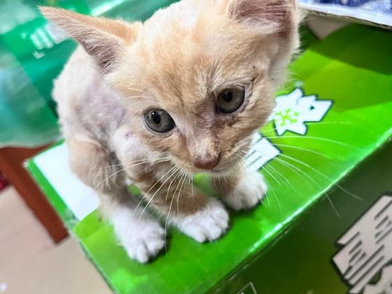 猫咪·橘猫·不知道