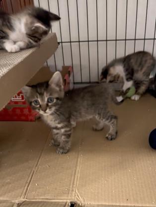 猫咪·黄狸花·刚满月的小黄狸花