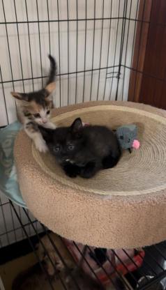 猫咪·田园猫·刚满月小黑，下巴一丢丢白