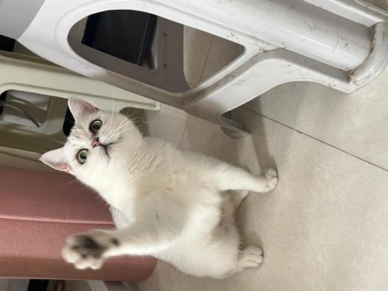 猫咪·银渐层·甜甜