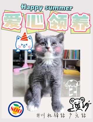 猫咪·有偿领养·猫咪