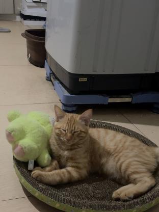 猫咪·田园猫·糯米