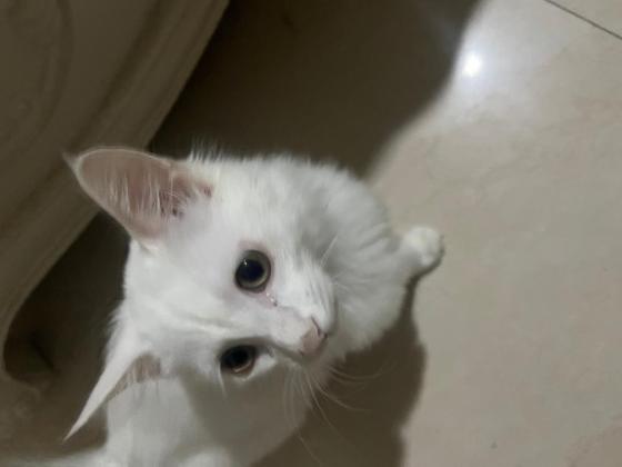猫咪·小白·希希