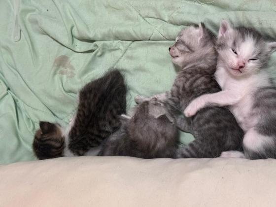 猫咪·虎斑+银渐层·无