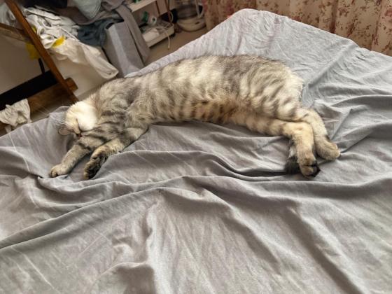 猫咪·虎斑·咪咪