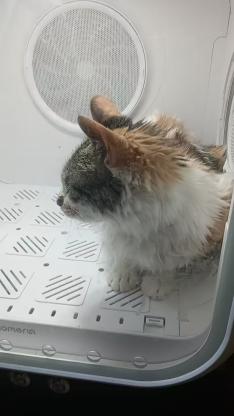 猫咪·三花·花花