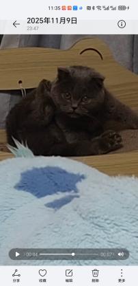 猫咪·蓝胖子·咪咪