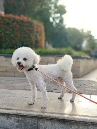 狗狗·比熊·未取