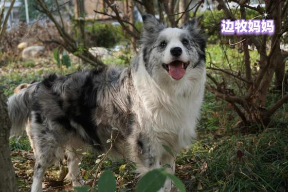 狗狗·边牧·未取
