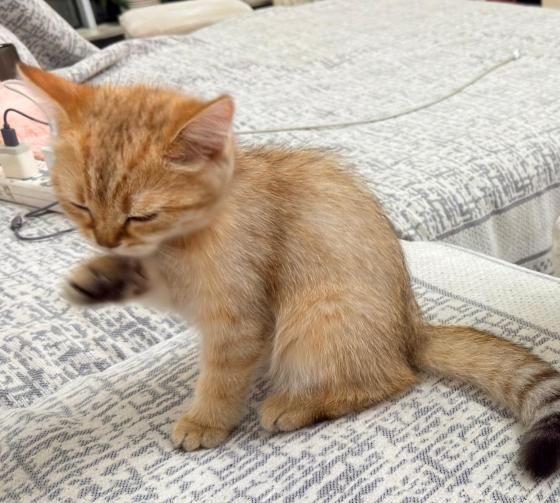 猫咪·金渐层串串·无