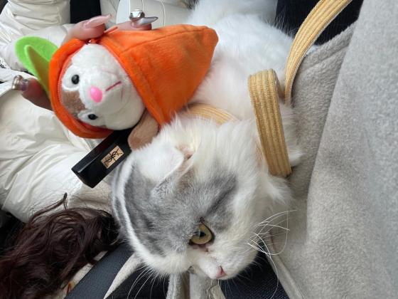 猫咪·布偶加菲串·福福