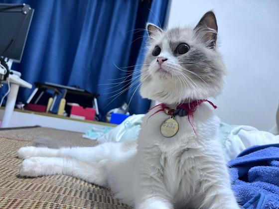 猫咪·布偶·初一