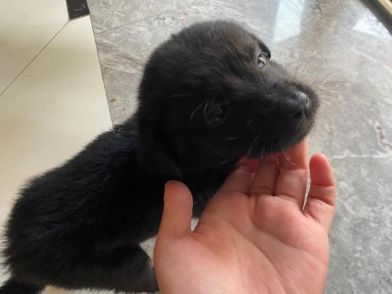 狗狗·田园犬·小黑狗