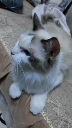 猫咪·海双布偶·无