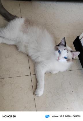 猫咪·布偶·。