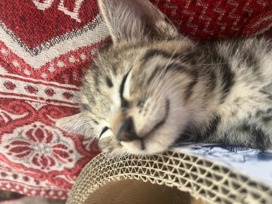 猫咪·中华田园猫·无