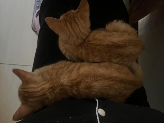 猫咪·中华田园猫·无