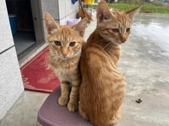 猫咪·中华田园猫·无