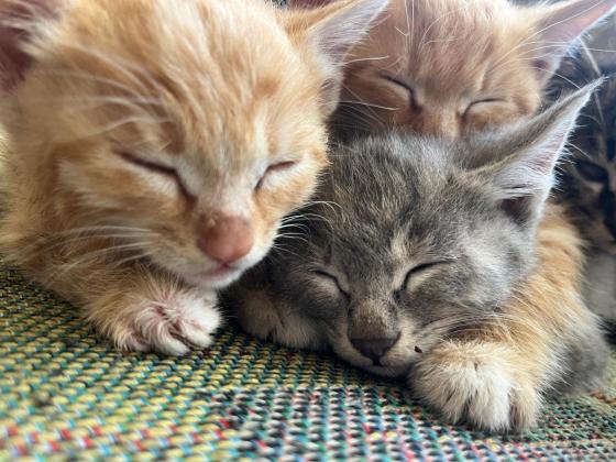 猫咪·狸花猫·无