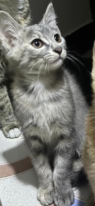 猫咪·梨花猫·无